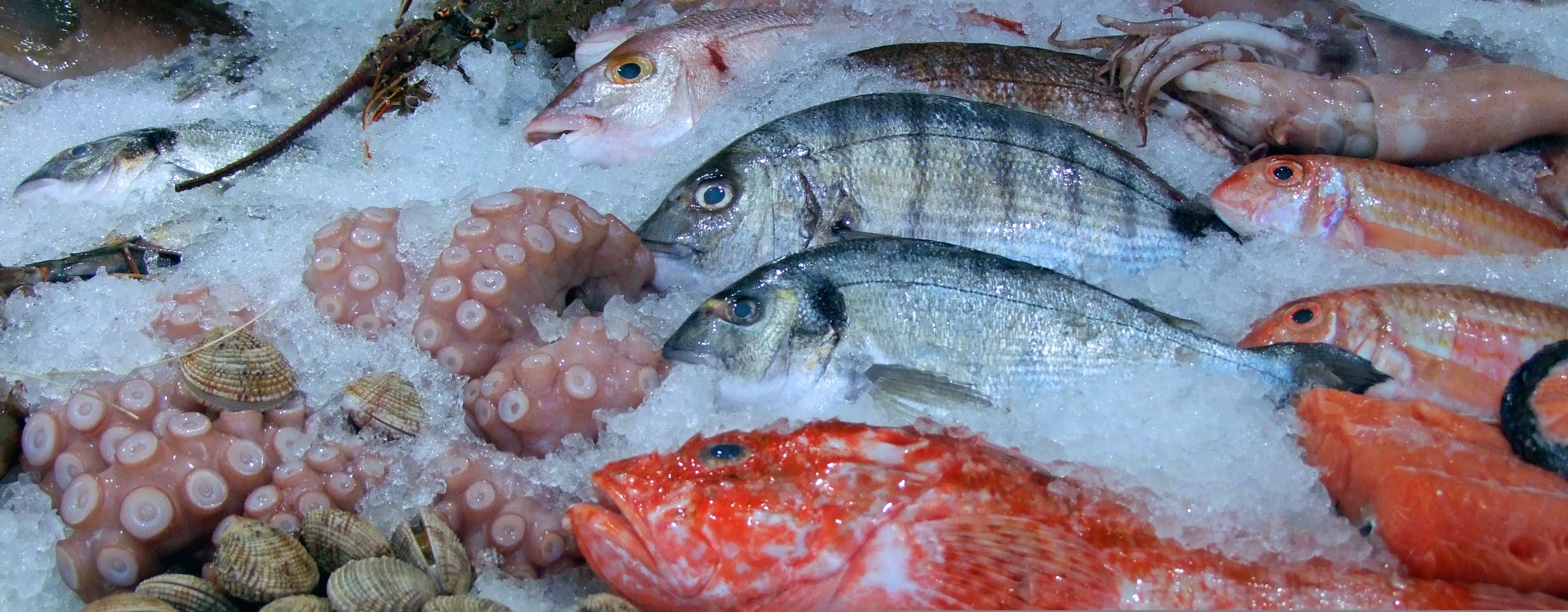 Selección de mariscos frescos