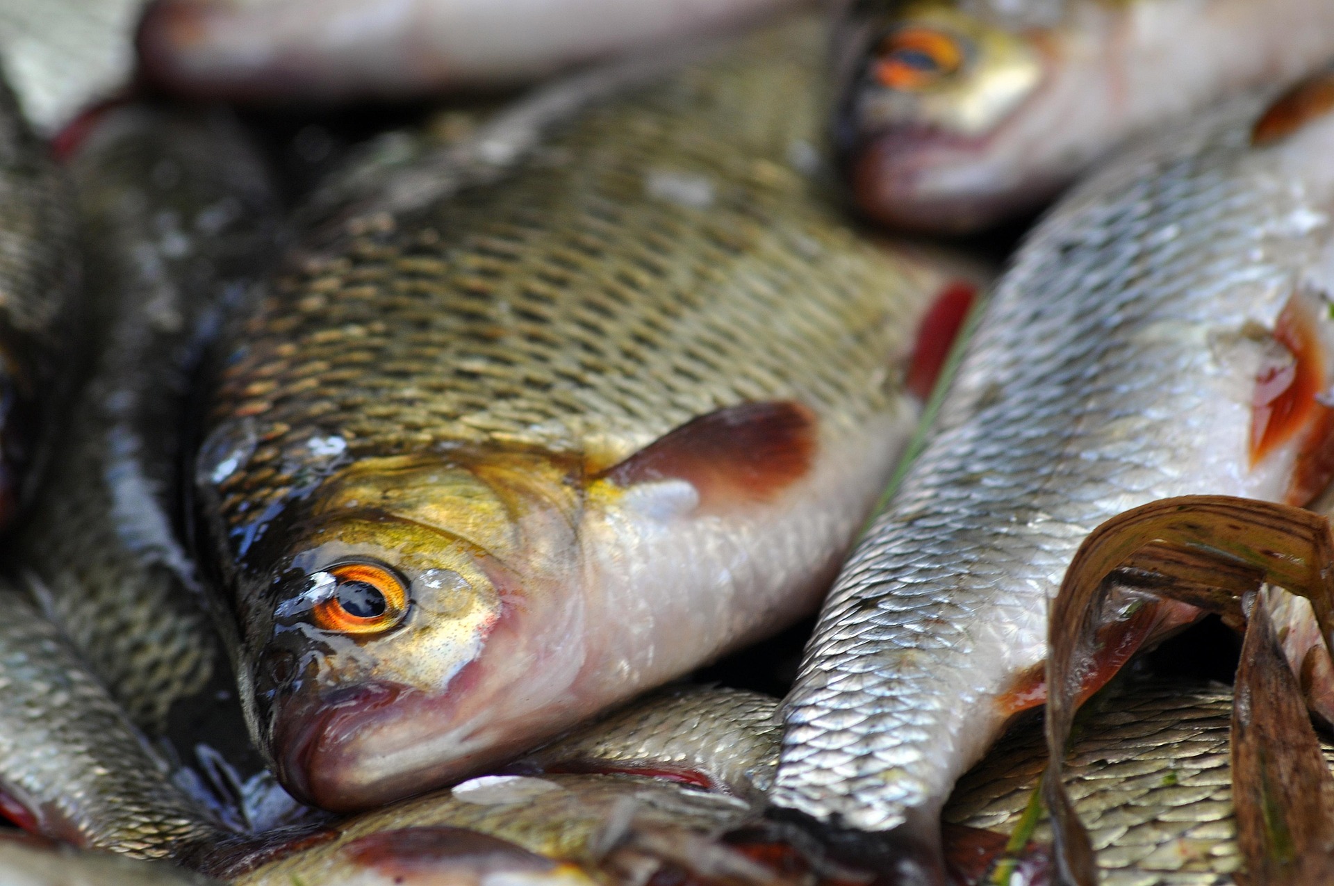 Pescado
